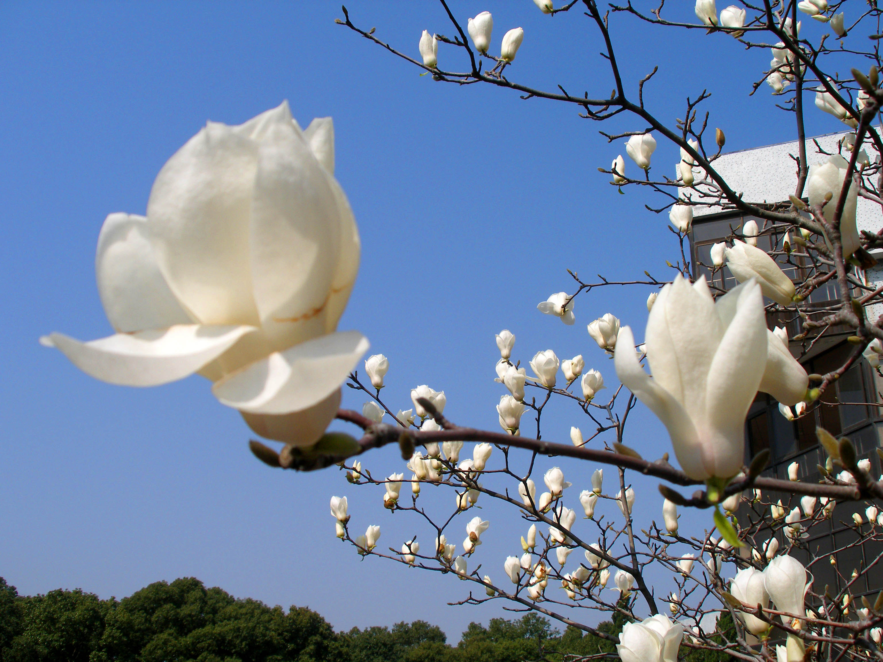 最新白玉兰,自然美景探寻之旅
