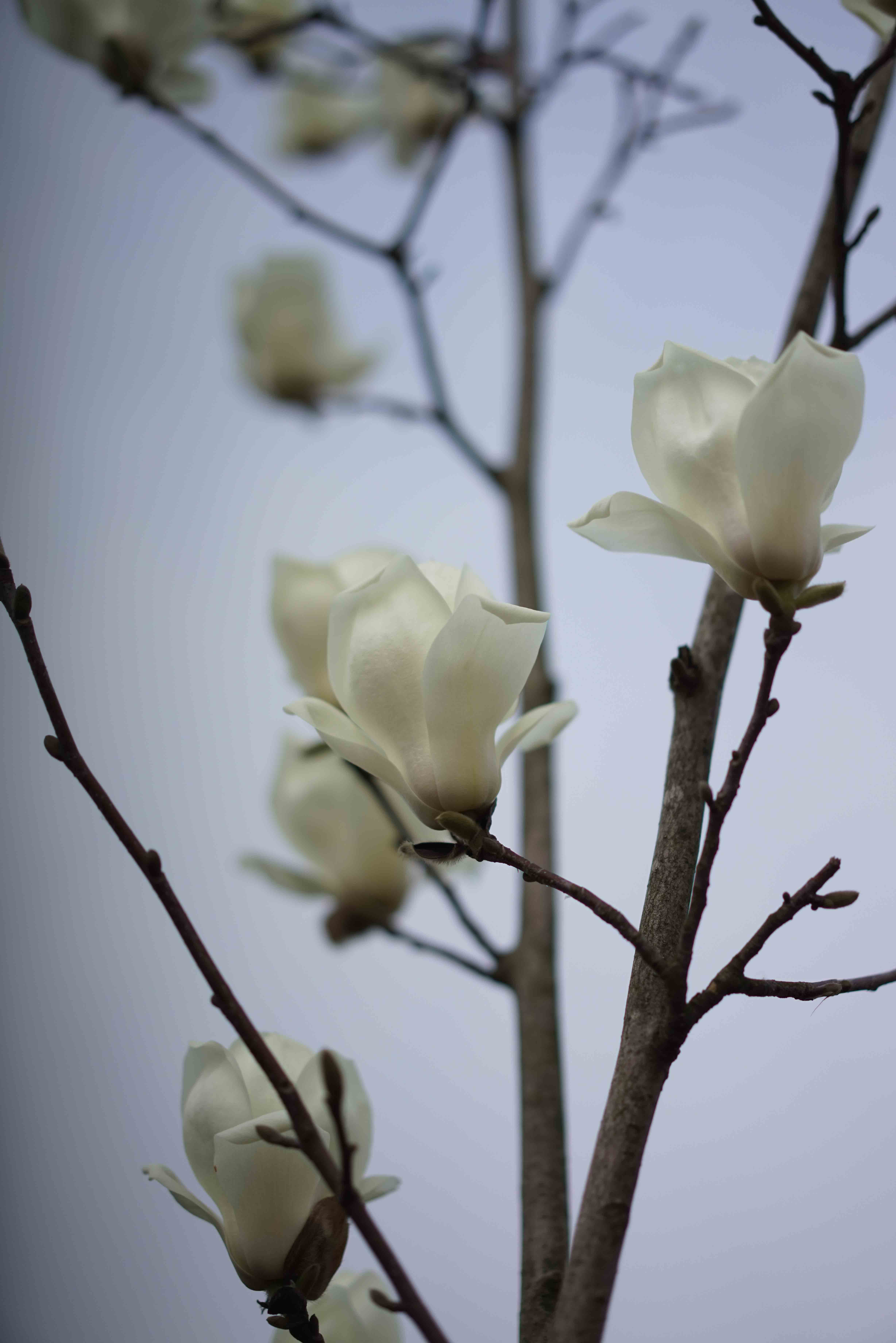 最新白玉兰,自然美景探寻之旅