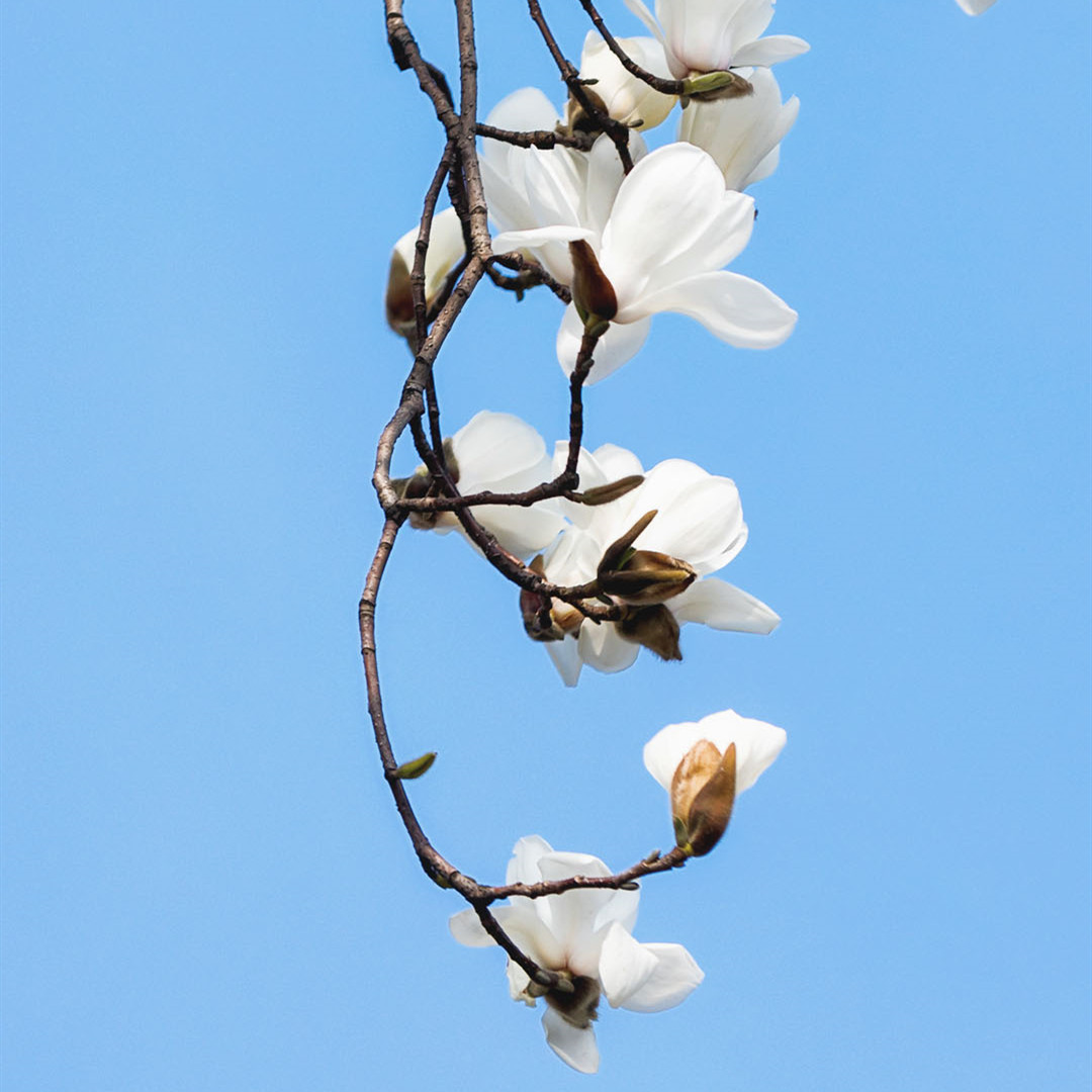 最新白玉兰,自然美景探寻之旅