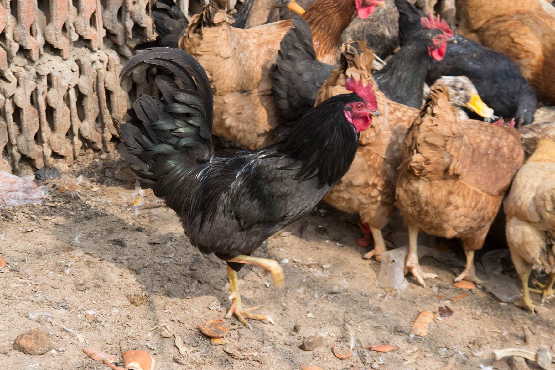 最新鸡价背后的温情故事揭秘