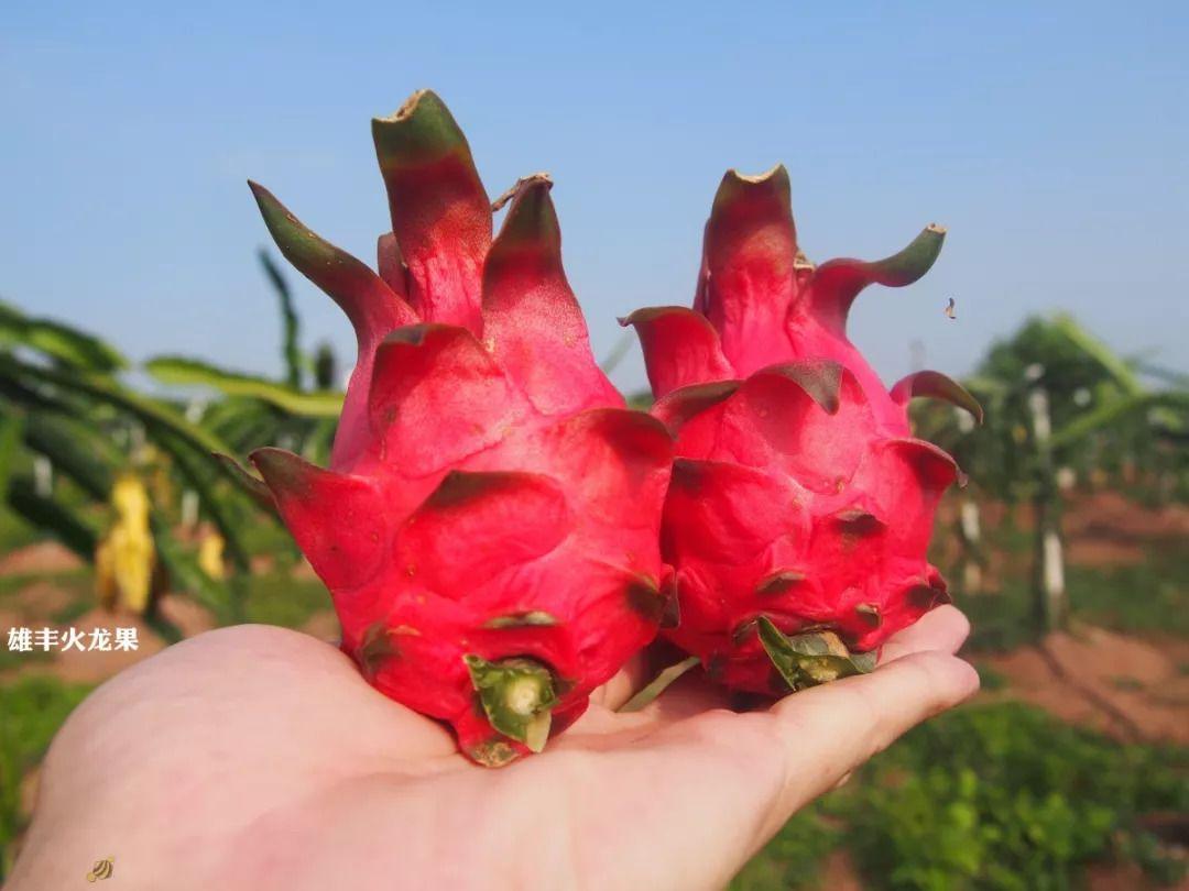 乡村瑶哥最新动态，瑶田间的欢笑与温情