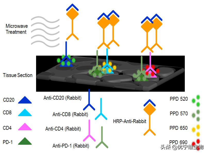 比色最新技术与色彩中的温情日常