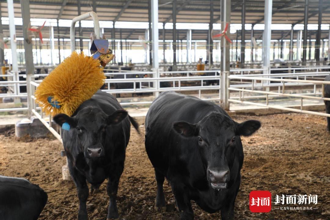 黑牛最新资料概览