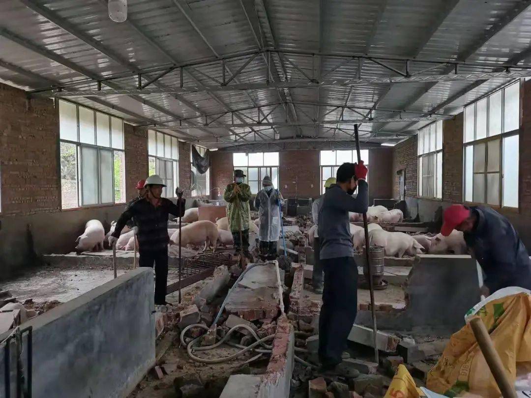 科技重塑畜牧业，前沿猪舍建法引领养猪新纪元体验