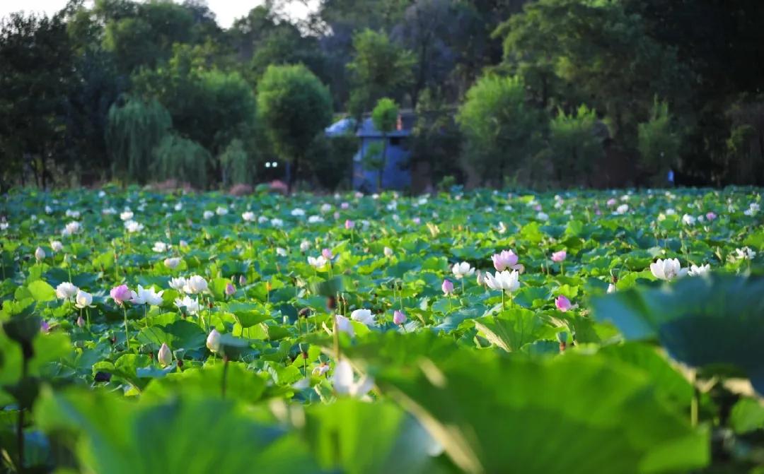 探索小巷秘境，最新实景地图与独特小店之旅