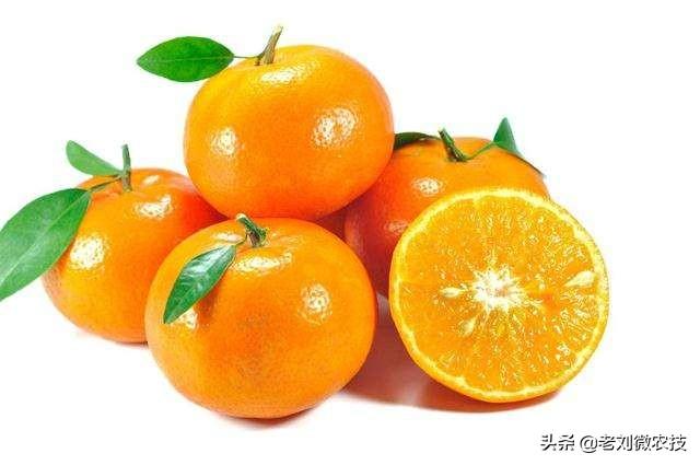 最新品种沃柑，甜蜜传奇的启程