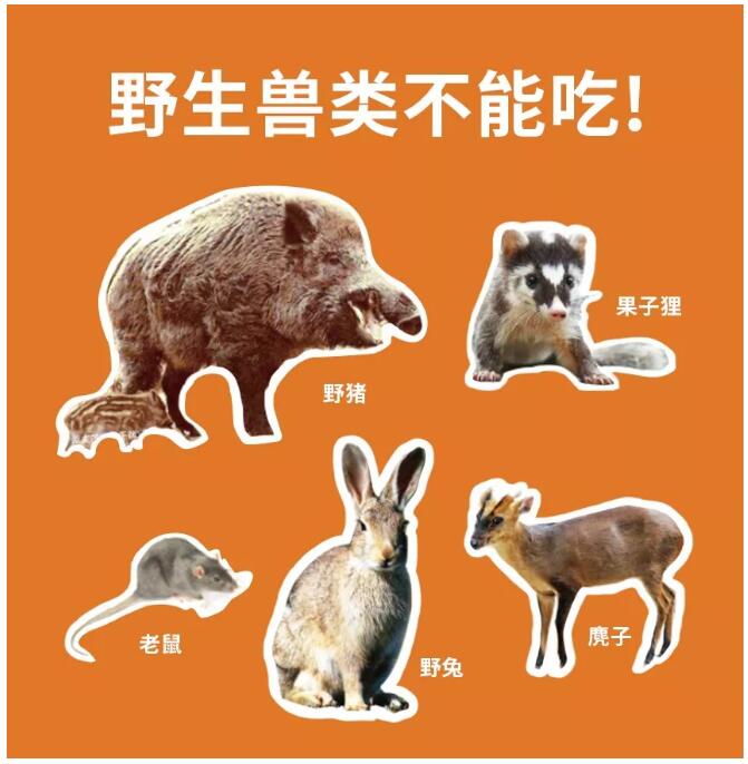 最新被禁野生动物及其高科技产品,守护生态,感受科技魅力