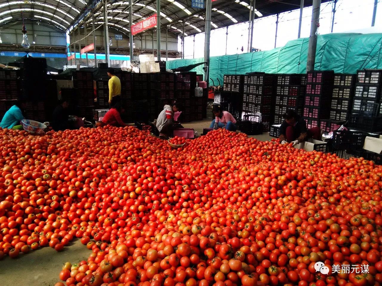 中国最新特色农产品的探析与展示