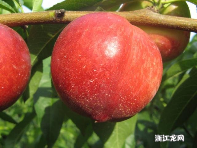 晚熟油桃新品种，探索变化中的学习，自信与成就的力量