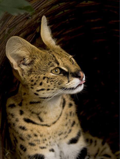 最新版不鲁帝,最新版不鲁帝的日常趣事