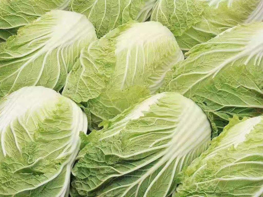 白菜价格行情深度解析,揭秘市场走势🥬