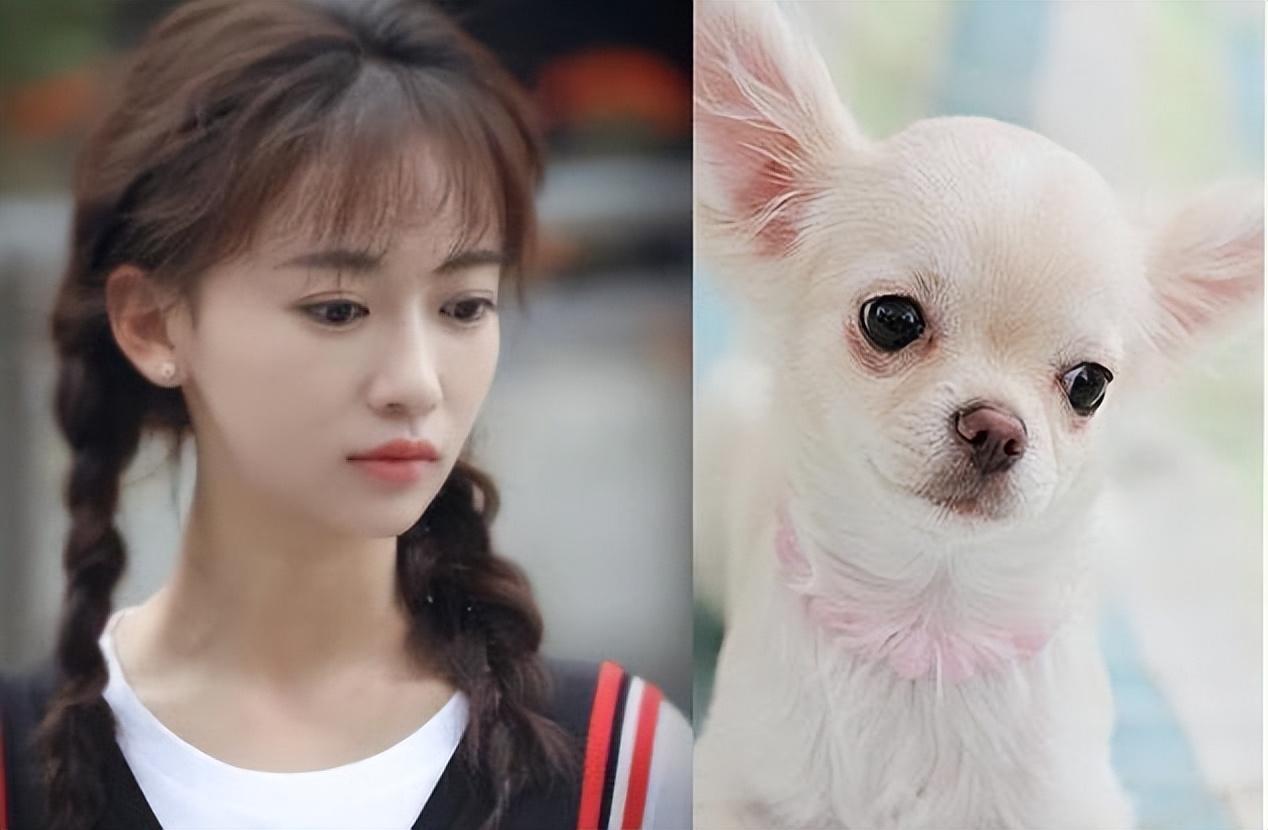 喜欢狗的明星大盘点