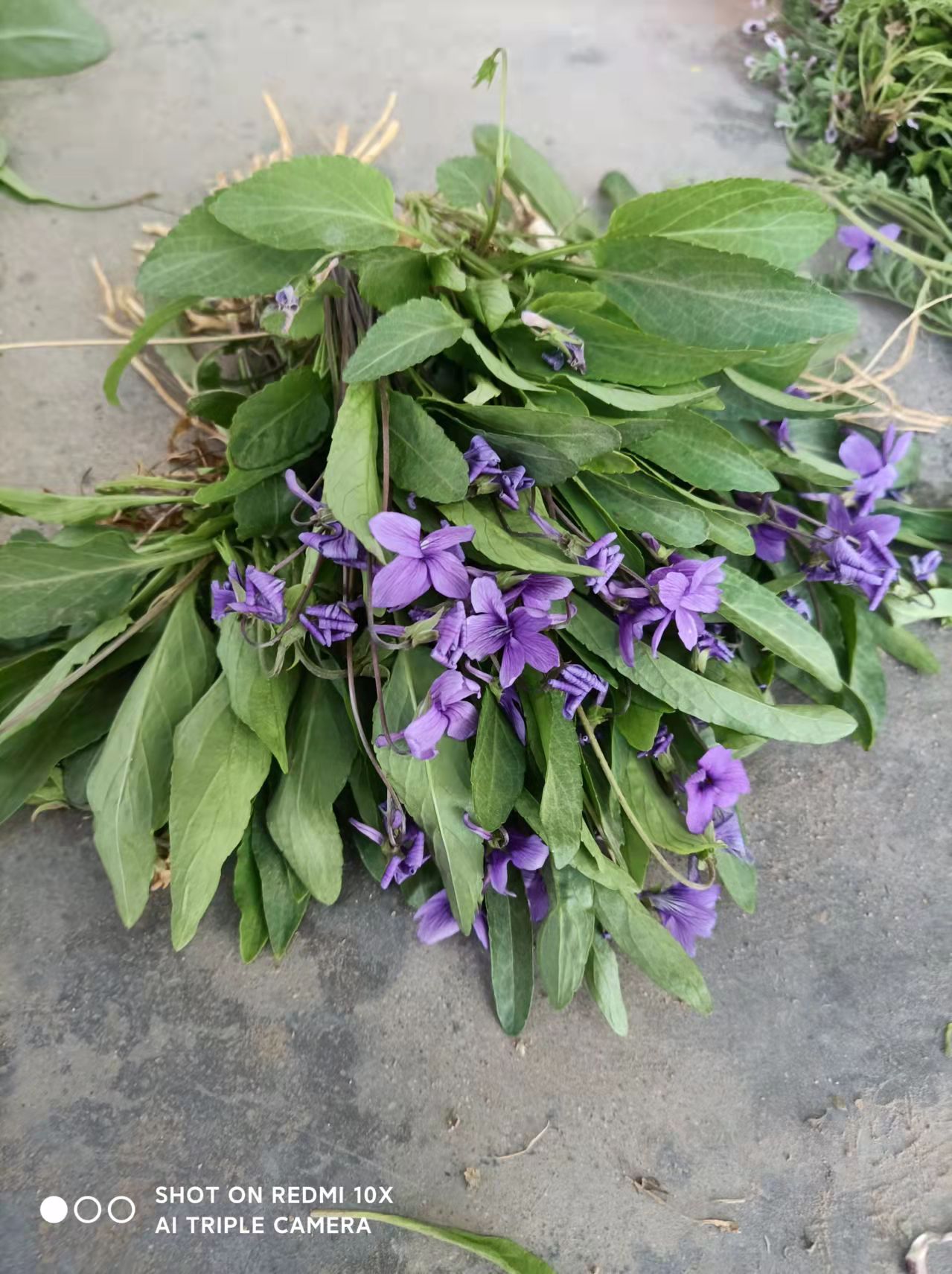 紫花地丁行情,紫花地丁行情,小巷中的隐秘宝藏