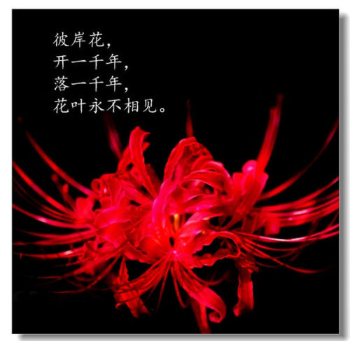 动漫彼岸花，绚烂之花海的绽放魅力！