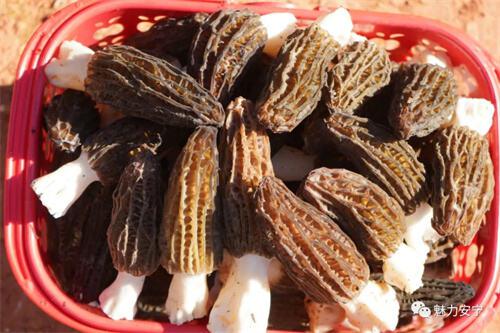 野生羊肚菌最新行情分析揭秘,市场走势、价格变动一网打尽!