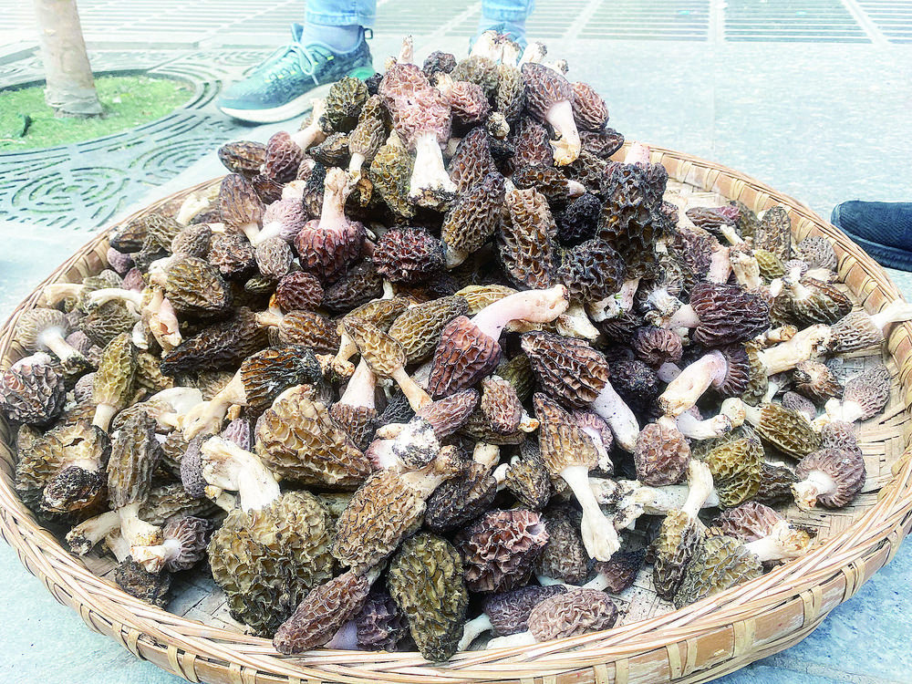 野生羊肚菌最新行情分析揭秘,市场走势、价格变动一网打尽!