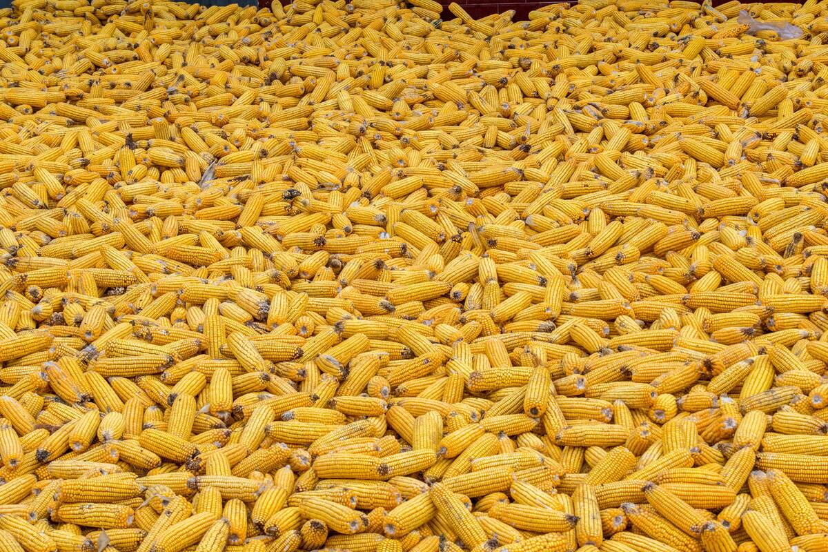 玉米现货行情最新分析解读