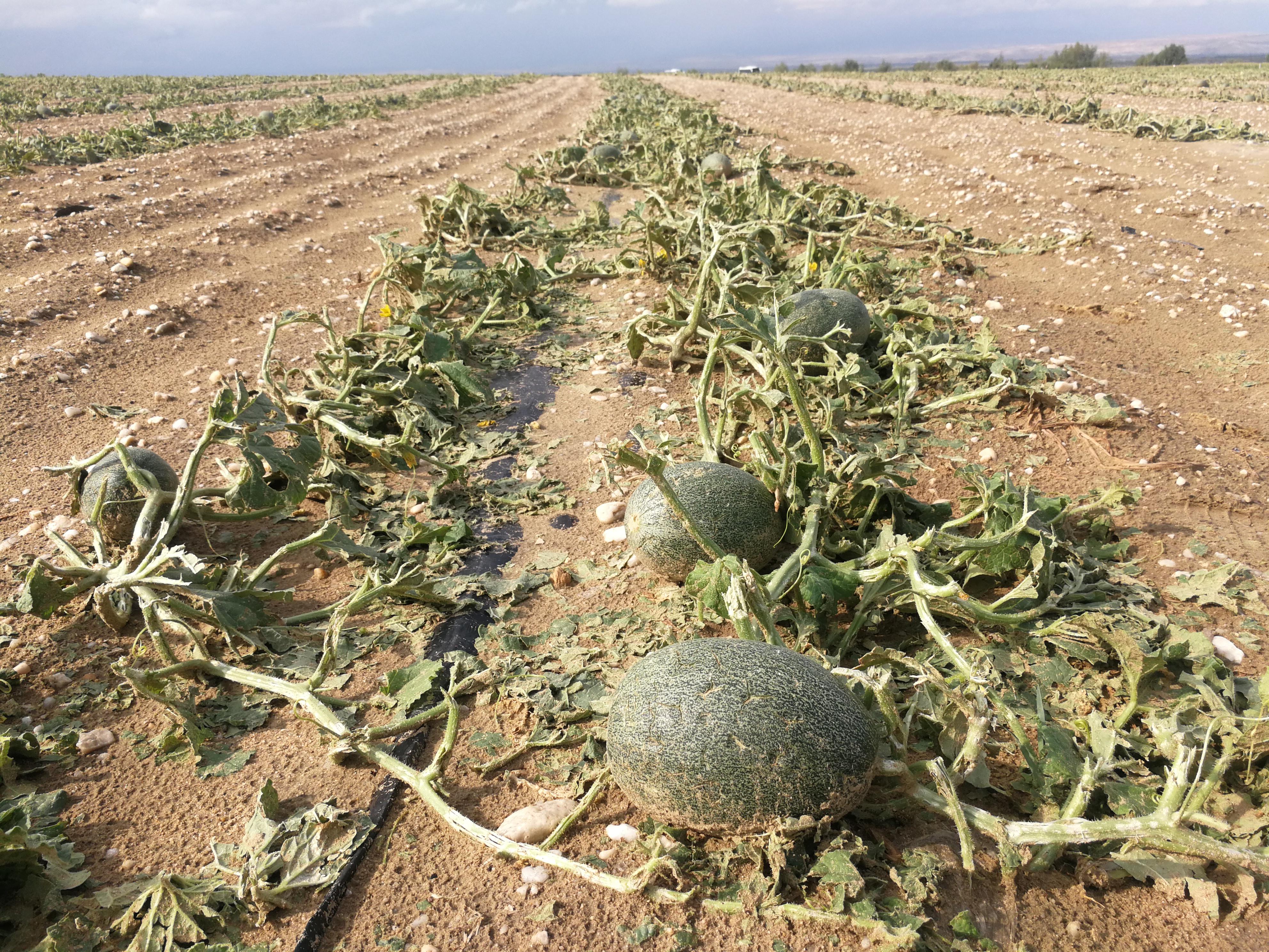 日照月亮湾最新动态揭秘，科技重塑海岸生活，未来魅力体验之旅