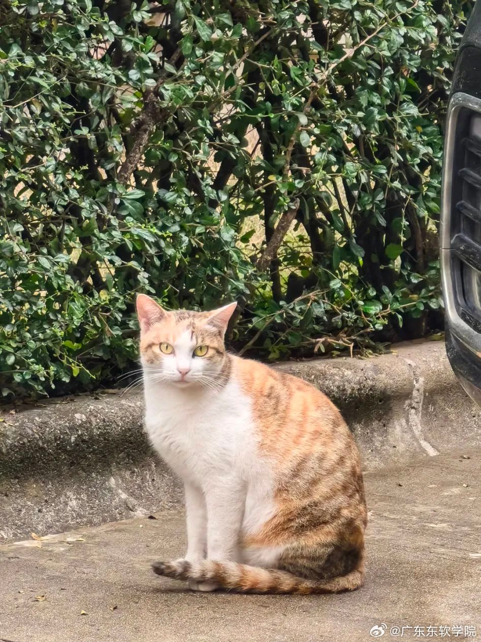 喵咪最新链接，探索猫咪奇幻世界的门户！