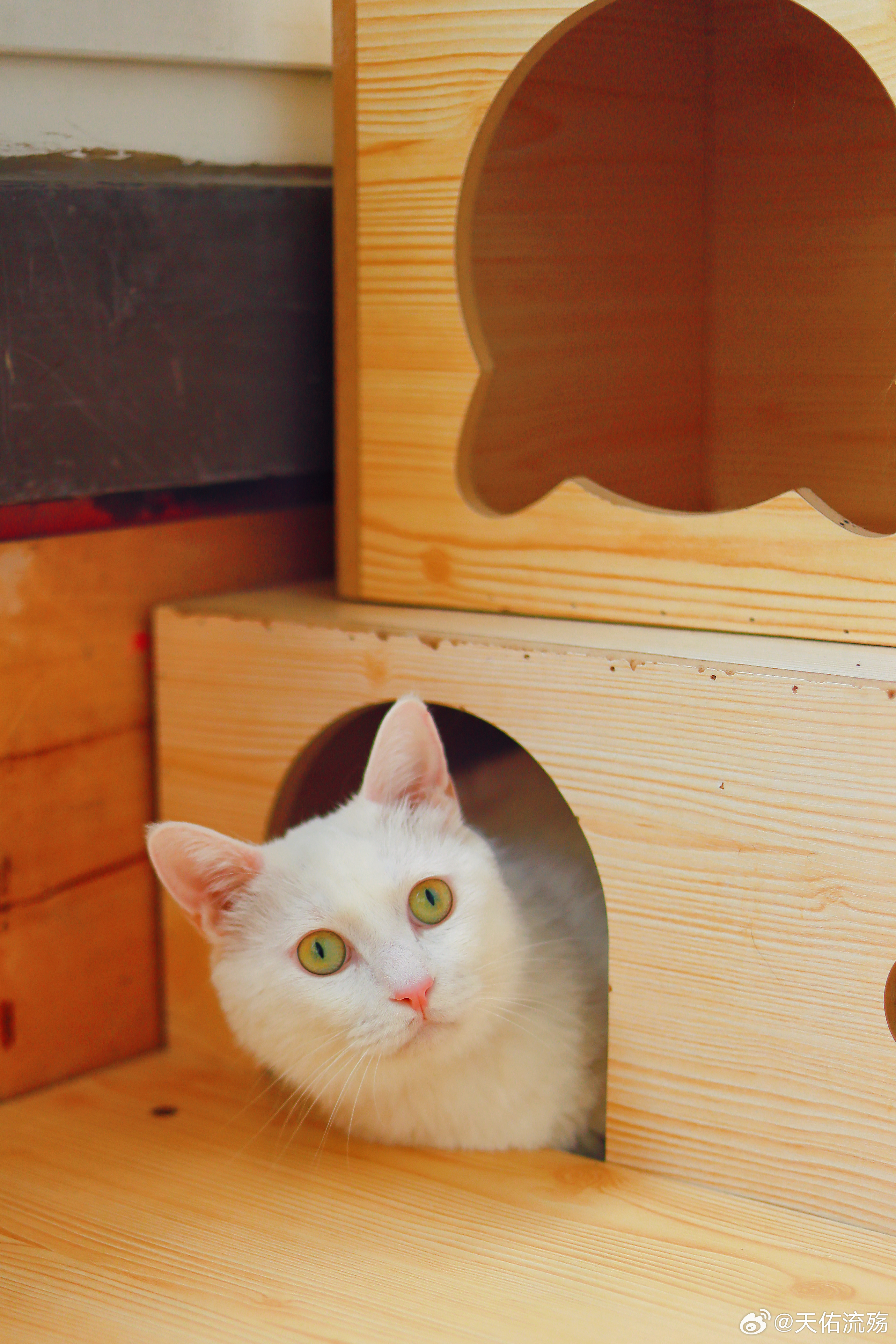 喵咪最新链接,探索猫咪奇幻世界的门户!