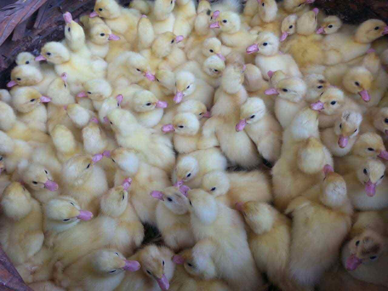 今日鸭苗行情深度解析与趋势预测