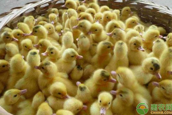 今日鸭苗行情深度解析与趋势预测