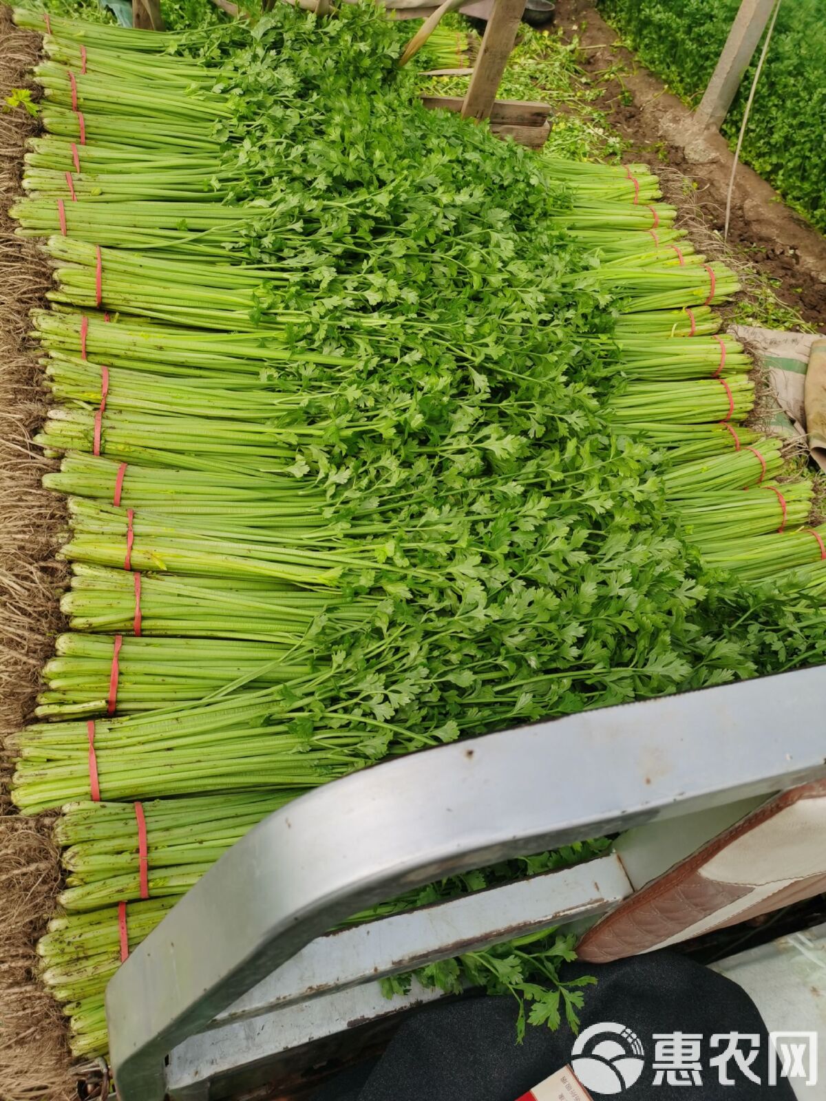 山东芹菜产地最新行情速递，专业指南与动态更新