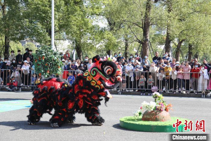 醒狮比赛，传统与活力的完美交融