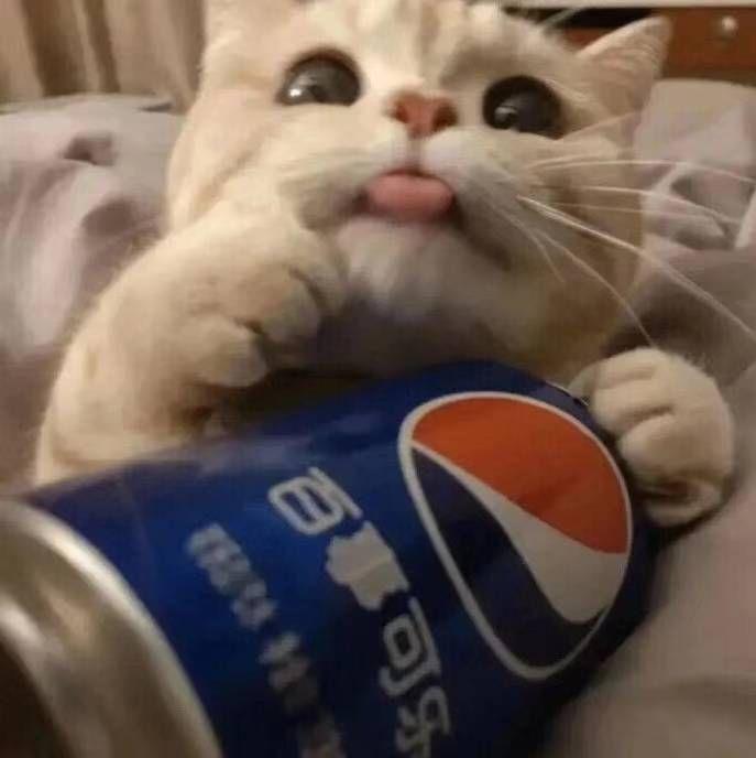 情侣头像动漫猫，自然美景下的心灵之旅之猫耳浪漫之旅