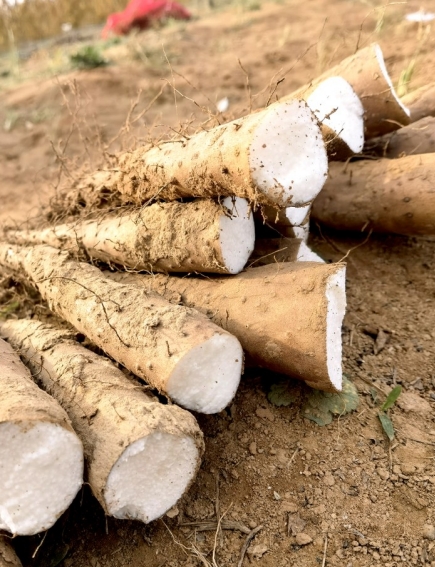 山药今年价格行情深度解析与观点阐述