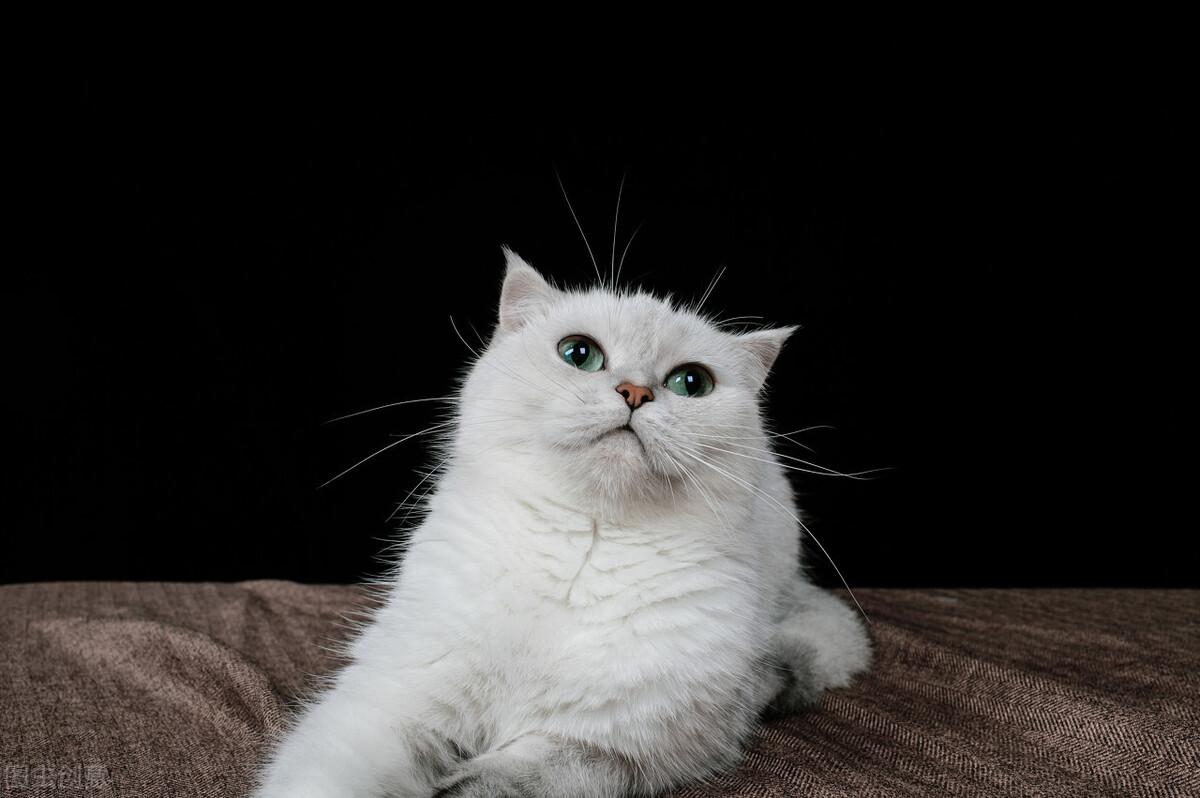 未来几年猫的行情，跃动猫步引领时代新机遇，展望养猫产业新篇章