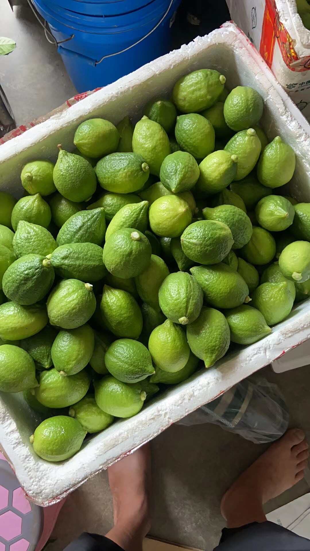 柠檬价格行情,友情故事中的甜蜜与波动