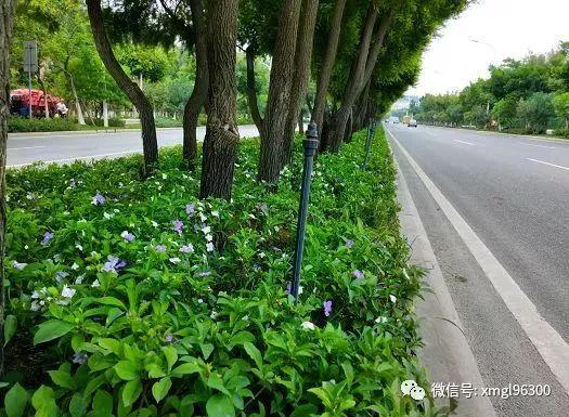 厦门最新跑道，追梦之旅的自信源泉，成就感的起点