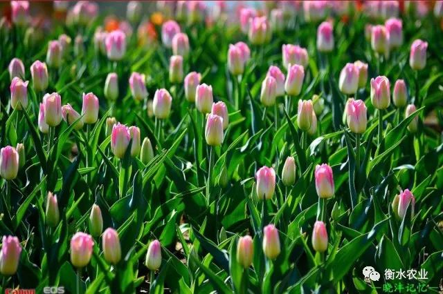 衡水植物园最新动态，绿意盎然，美景持续更新！