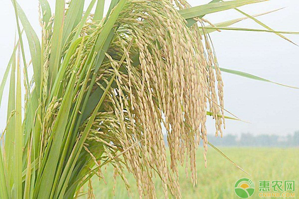 今日稻谷价格行情更新报告,最新价格及市场走势分析