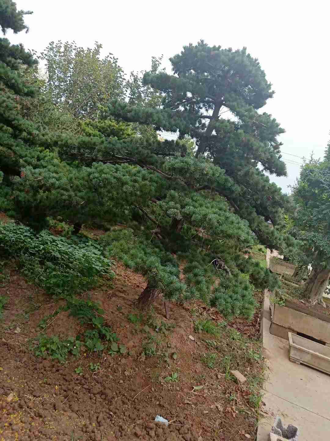 深度解析造型五针松市场趋势与价格影响因素