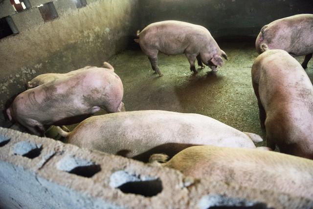 生猪最新行情变化中的机遇,把握机遇,收获自信与成就感