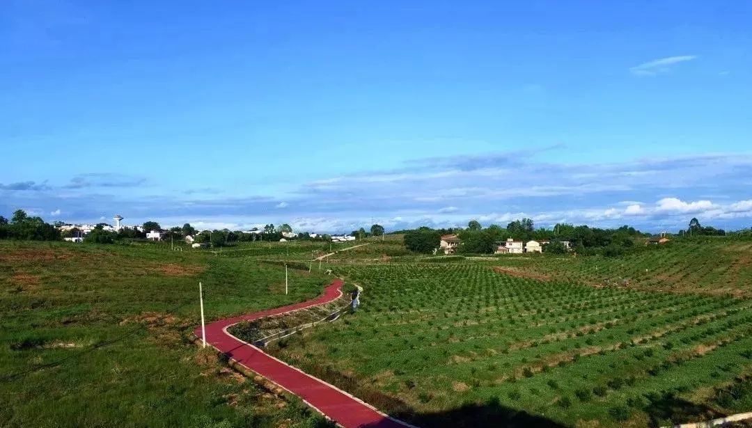 金堂五凤镇最新发展规划与小巷深处的独特魅力探索