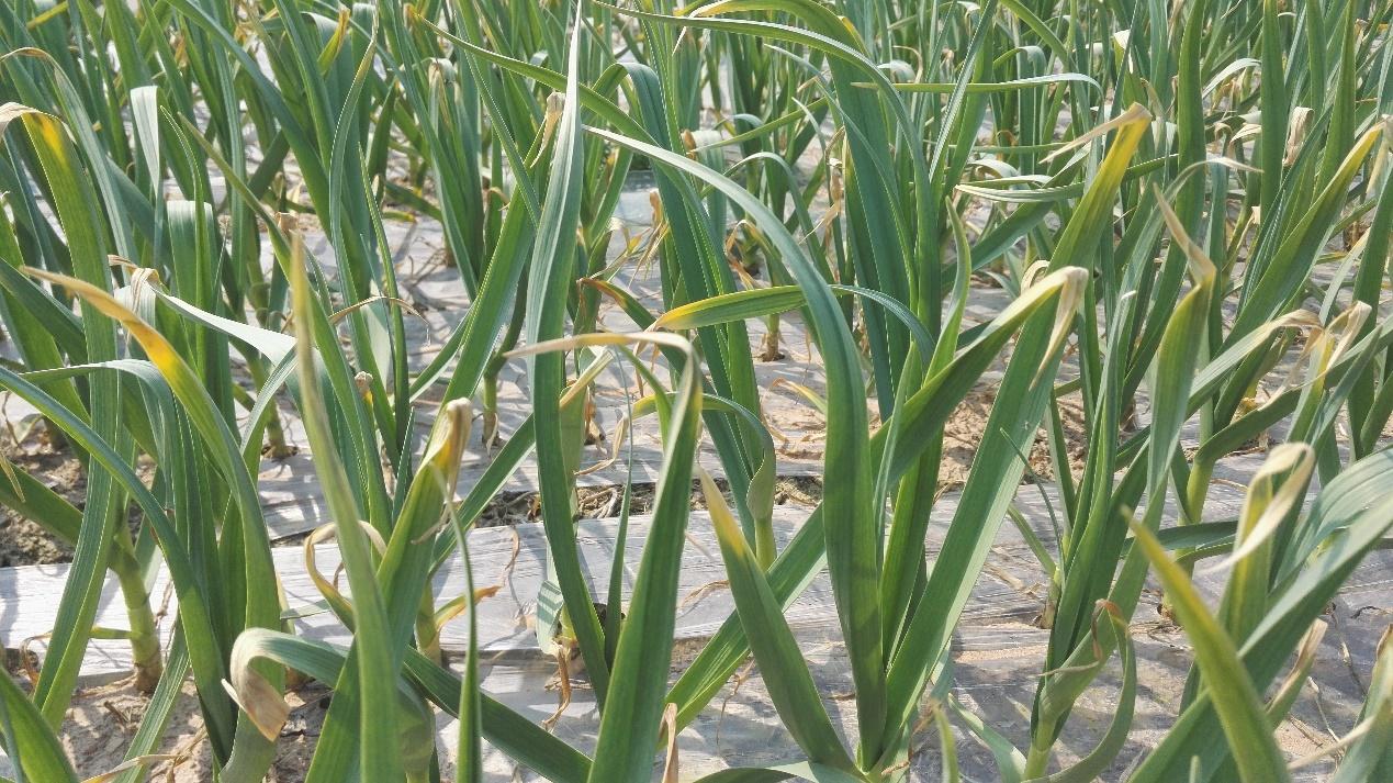 今日大蒜行情深度解析与预测