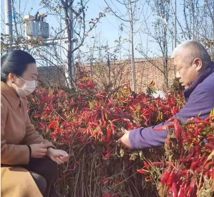 辣椒行情走势深度解析
