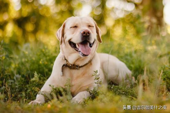 最新藏獒品种详解与介绍