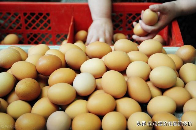 山东省最新鸡蛋行情概览与指南