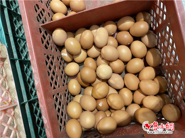 山东省最新鸡蛋行情概览与指南