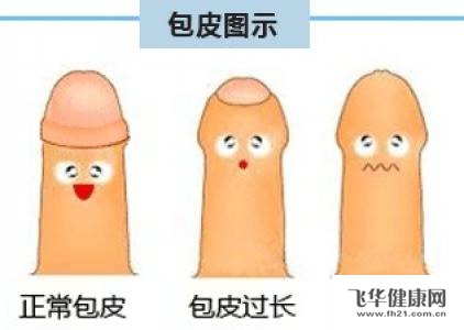 男性生殖器图片与科普,健康知识的正确探讨与理解