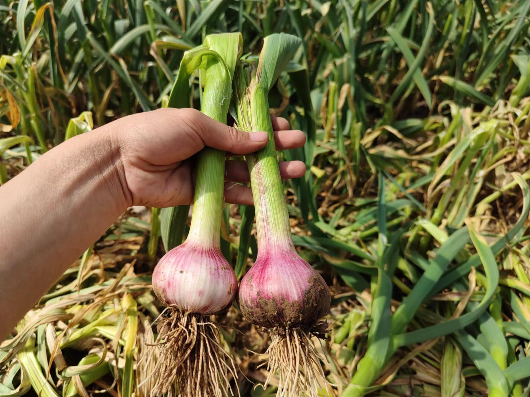 国际大蒜价格信息揭秘,一场自然美景的探寻之旅