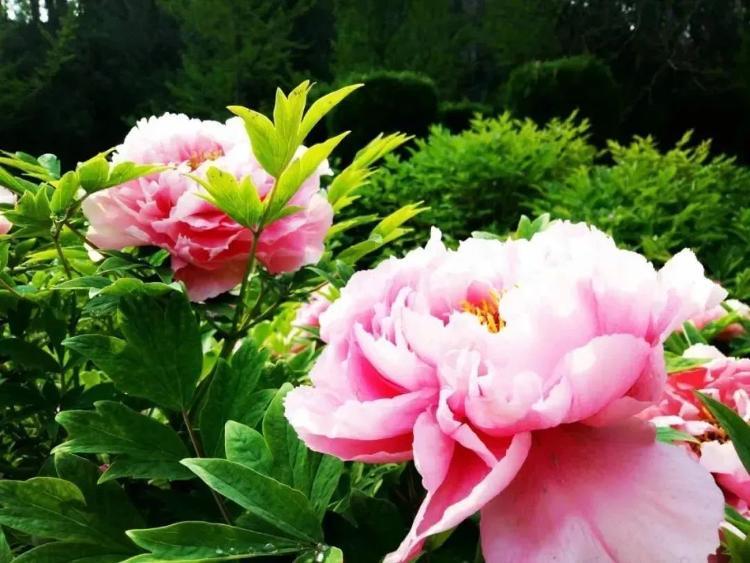 黑牡丹最新资讯,与自然美景的亲密之旅,探寻内心的平和与喜悦