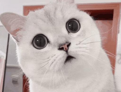 猫咪新动态揭秘,时代变迁下的猫界风云