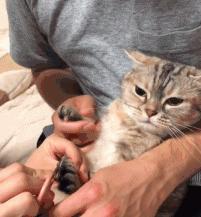 猫咪新动态揭秘,时代变迁下的猫界风云