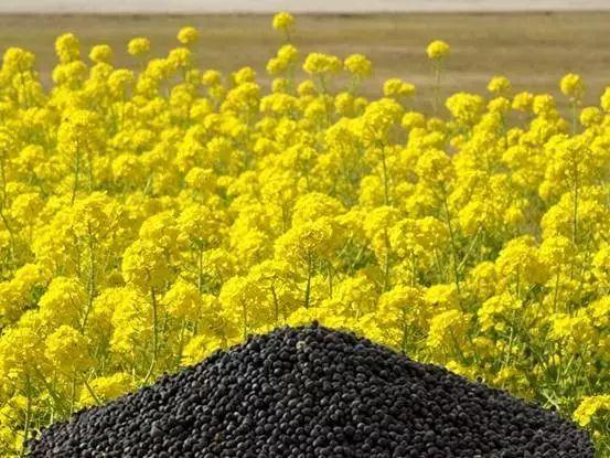 科技引领农业新时代,全新智能体验菜籽价格监测器亮相市场