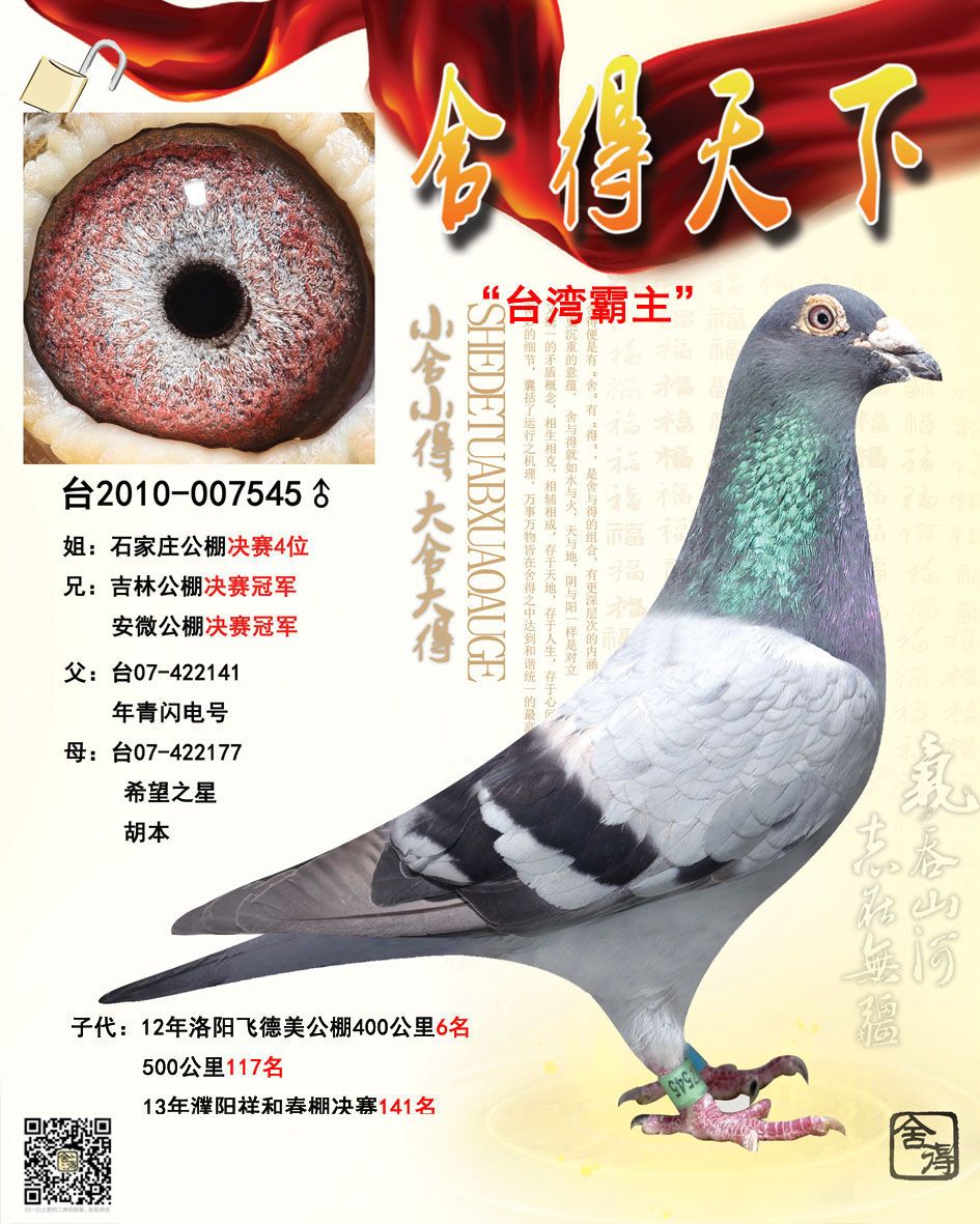 最新台鸽网一口价特惠区详解与论述